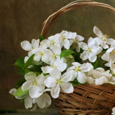 sharon hodshire-page