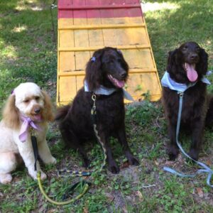 frances d'amico Gallery