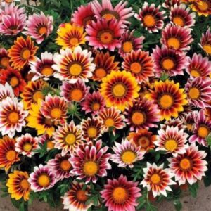 frances  cannon Gallery