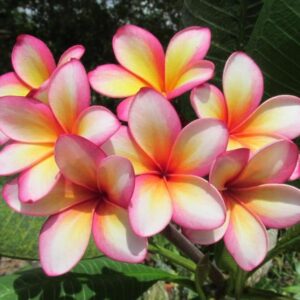 miranda riddle Gallery