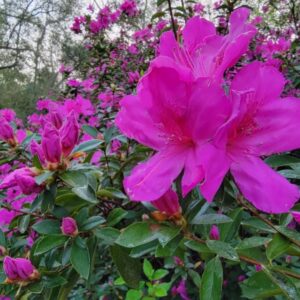 florence horne Gallery