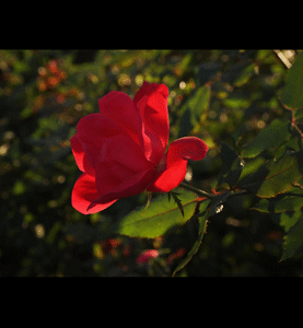 robert dallery Gallery