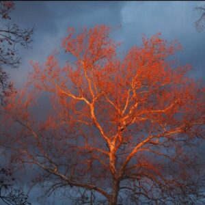 robert dallery Gallery