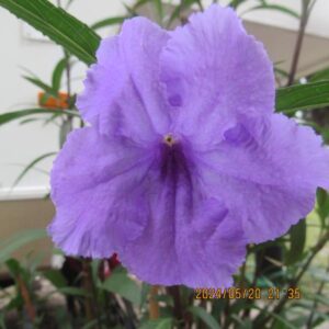 jeffrey goins Gallery