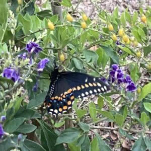 dianna cooper Gallery