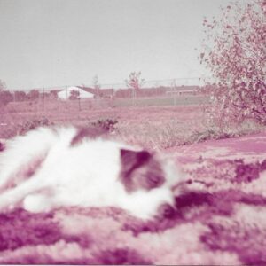 charles vogel Gallery